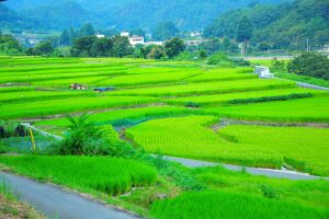 日本,田舎,田園,畑,田んぼ,棚田